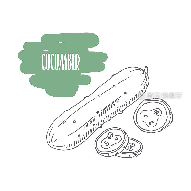 Hand drawn cucumber isolated on white. Sketch style vegetables with slices for market, kitchen or food package design